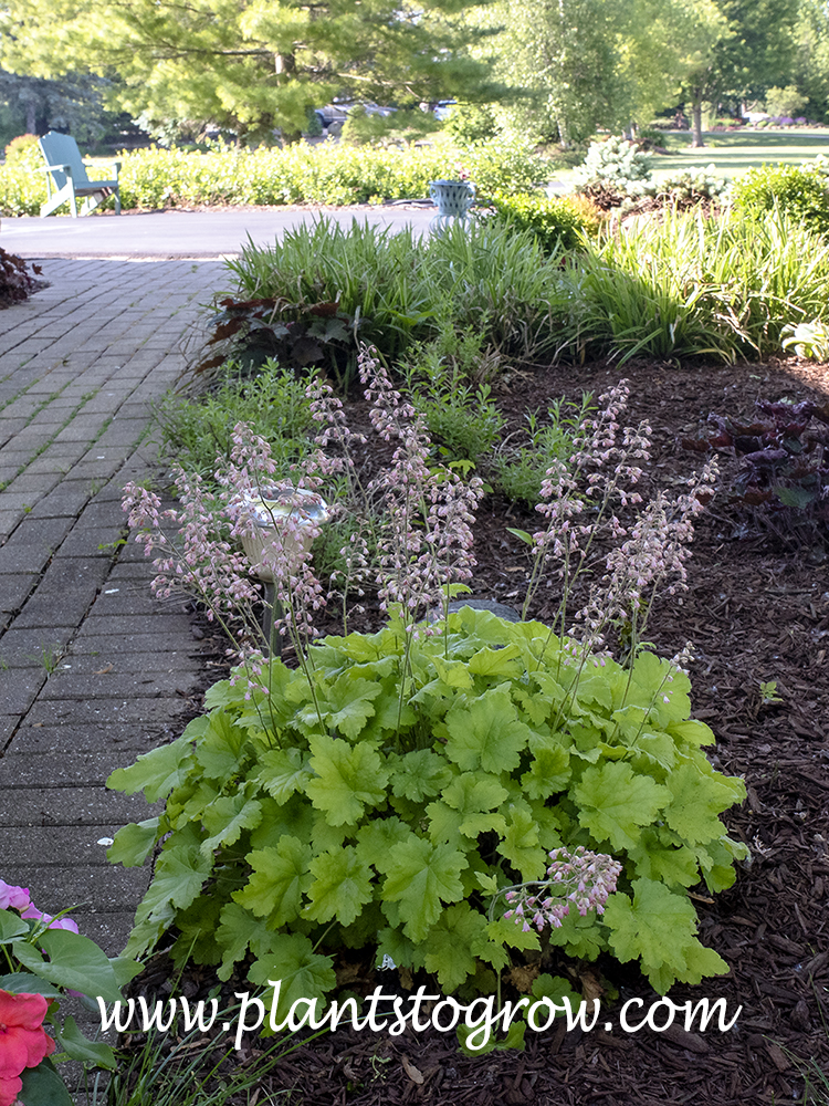 Heuchera Dolce Key Lime Pie 
As the summer progresses the Autumn Glory Maple casts heavier shade for this plant and the foliage color is not as bright.
(June 20)